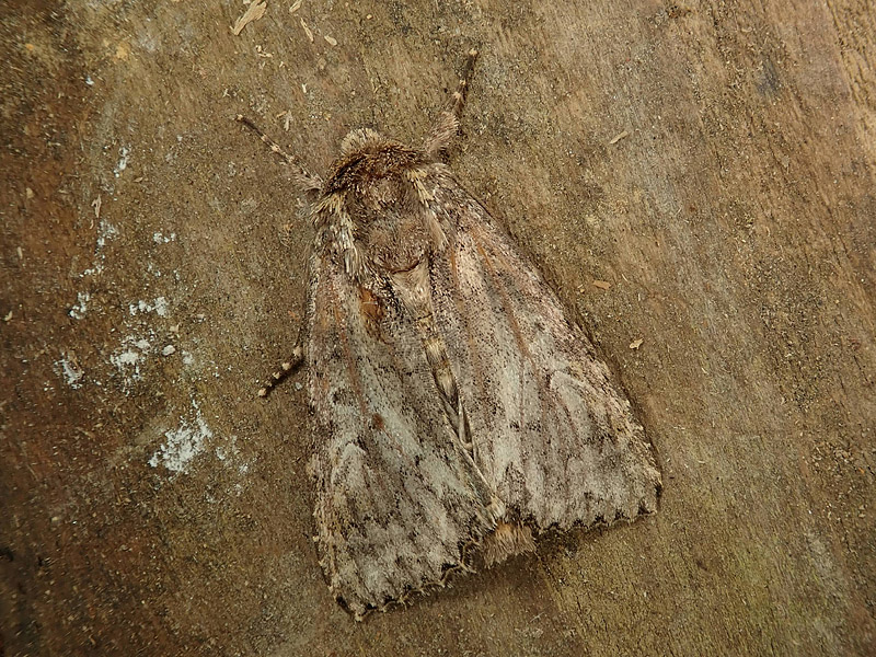 Noctuidae ? da identificare